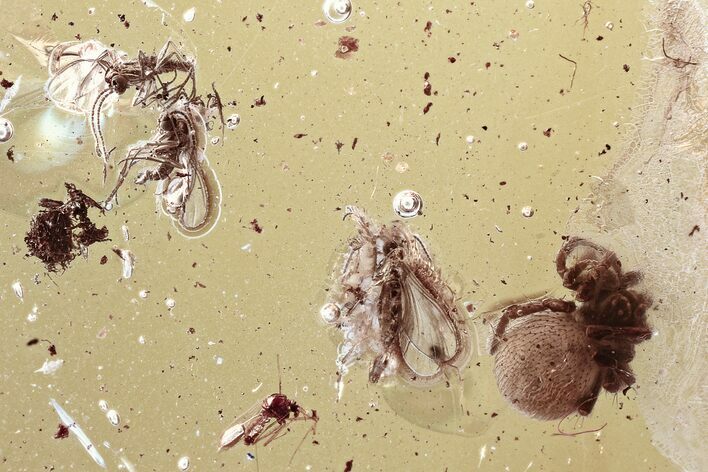 Fossil Spider, True Midge, and Fungus Gnats In Baltic Amber #315385
